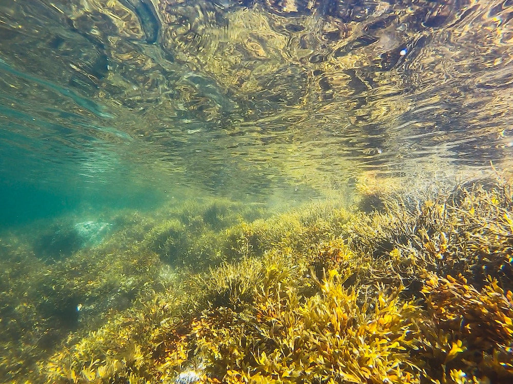 Bio Kelp Pulver für eine gesunde Schilddrüse und einen aktiven Stoffwechsel