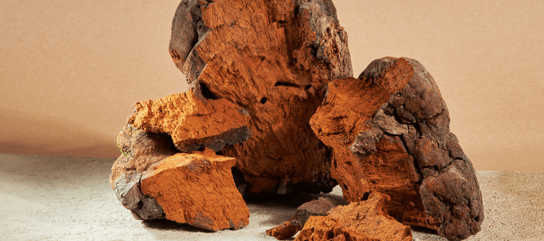 Chaga Pilz von Rewake 