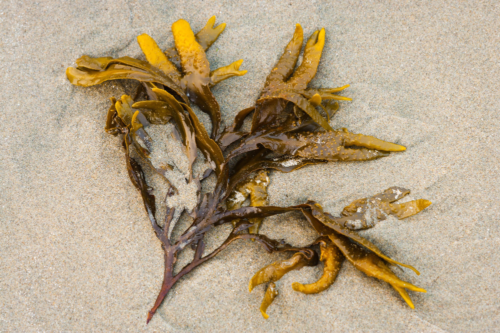 Ein natürlicher Boost für Ihre Schilddrüsengesundheit: Entdecken Sie die Vorteile von Kelp-Pulver