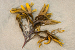 Ein natürlicher Boost für Ihre Schilddrüsengesundheit: Entdecken Sie die Vorteile von Kelp-Pulver