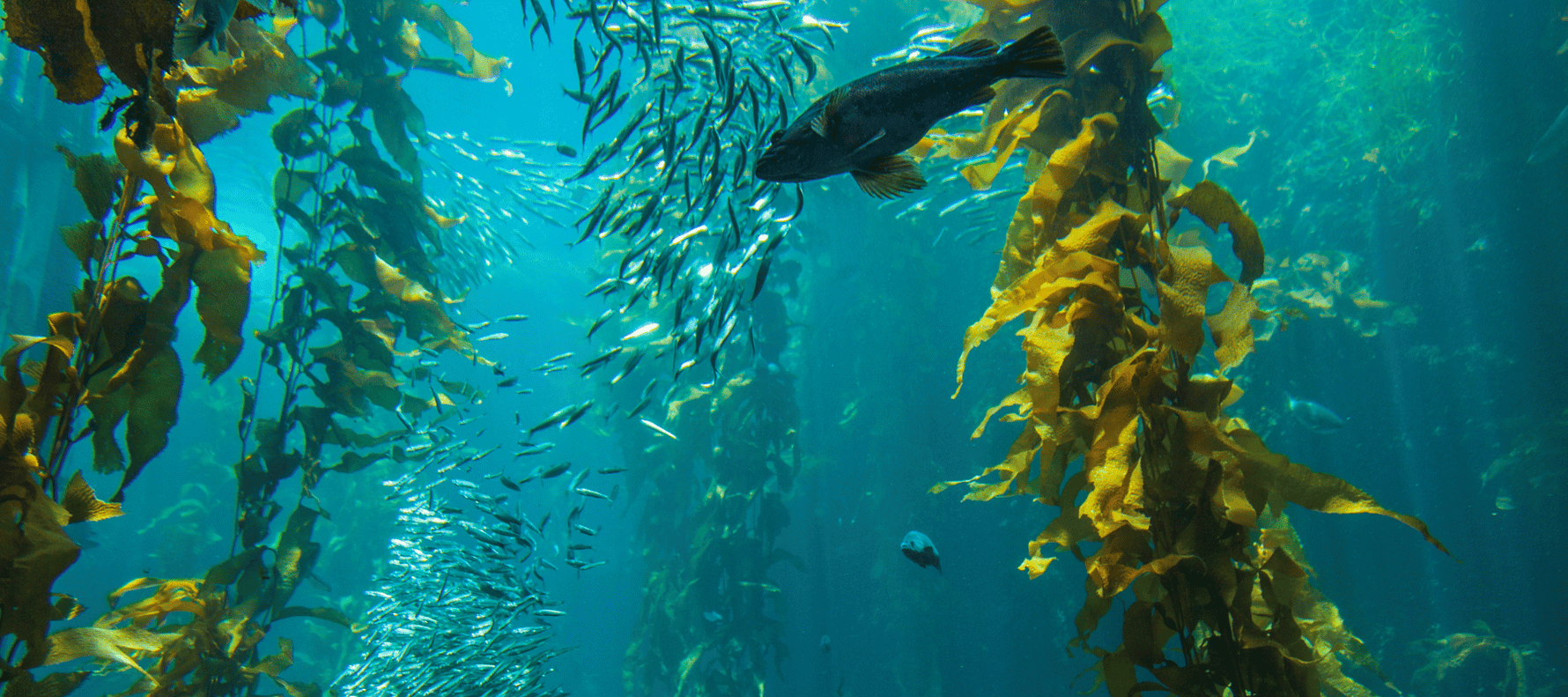 Kelp Pulver Alge im Wasser mit Fische Kelp Pulver kaufen bei Rewake