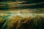 Unterwasseransicht der Kelp-Alge in ihrem natürlichen Lebensraum, mit lebendigen grünen Farbtönen und filigranen Strukturen, die die Frische und Natürlichkeit der Alge hervorheben