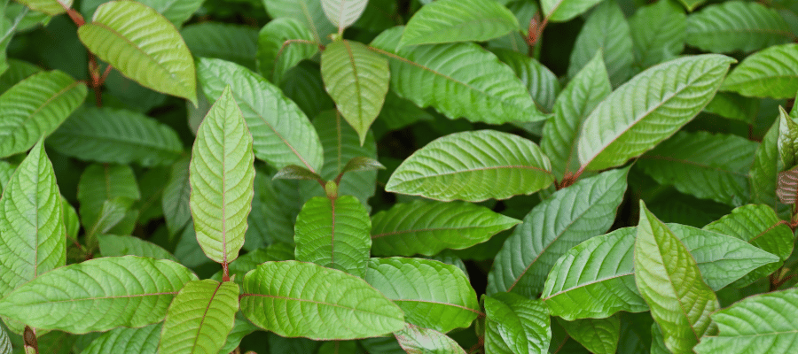Kratom kaufen in Deutschland Kratom Wirkung und Anwendung und Vorteile