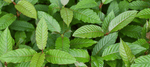 Kratom kaufen in Deutschland Kratom Wirkung und Anwendung und Vorteile