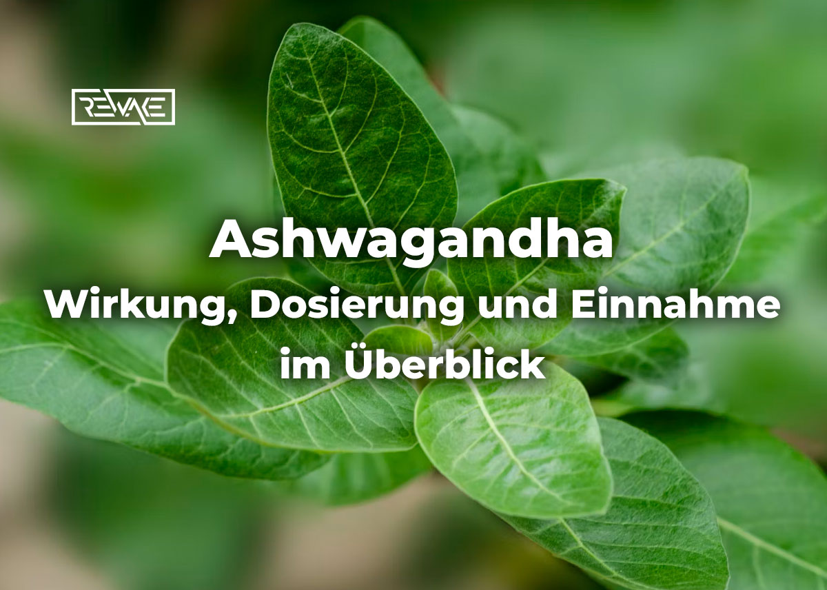 Getrocknete Ashwagandha-Wurzel und Wurzelpulver in einer Schale auf hellem Untergrund, Symbolbild für die traditionelle Verwendung von Withania somnifera