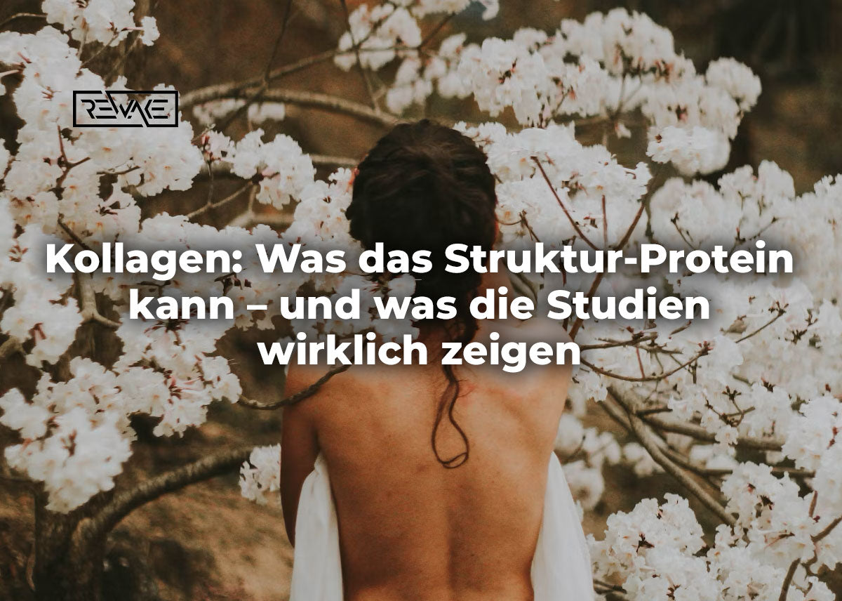 Kollagen-Pulver in einer Schale neben frischen Vitamin-C-reichen Beeren – was Kollagen für Haut und Gelenke wirklich bringt und was die Studien zeigen
