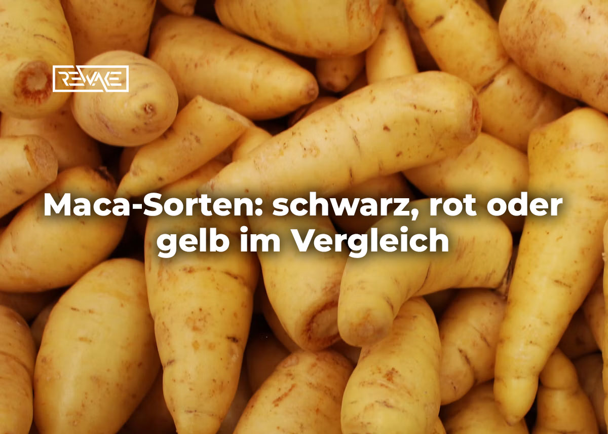 Maca-Knollen in verschiedenen Farben von gelb über rot bis schwarz nebeneinander auf hellem Untergrund, Symbolbild für den Sortenvergleich