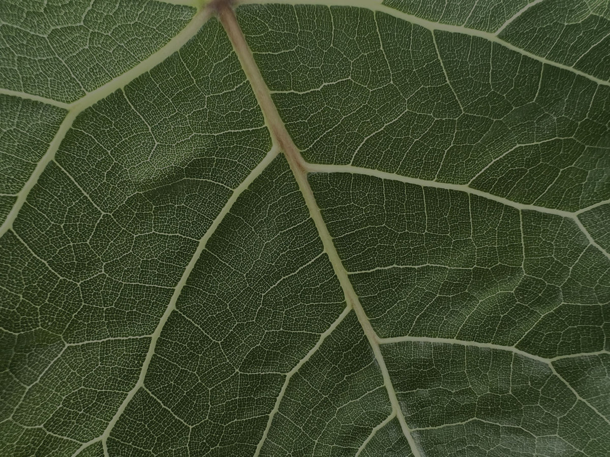 Blatt mit feinem Adernetz in Nahaufnahme