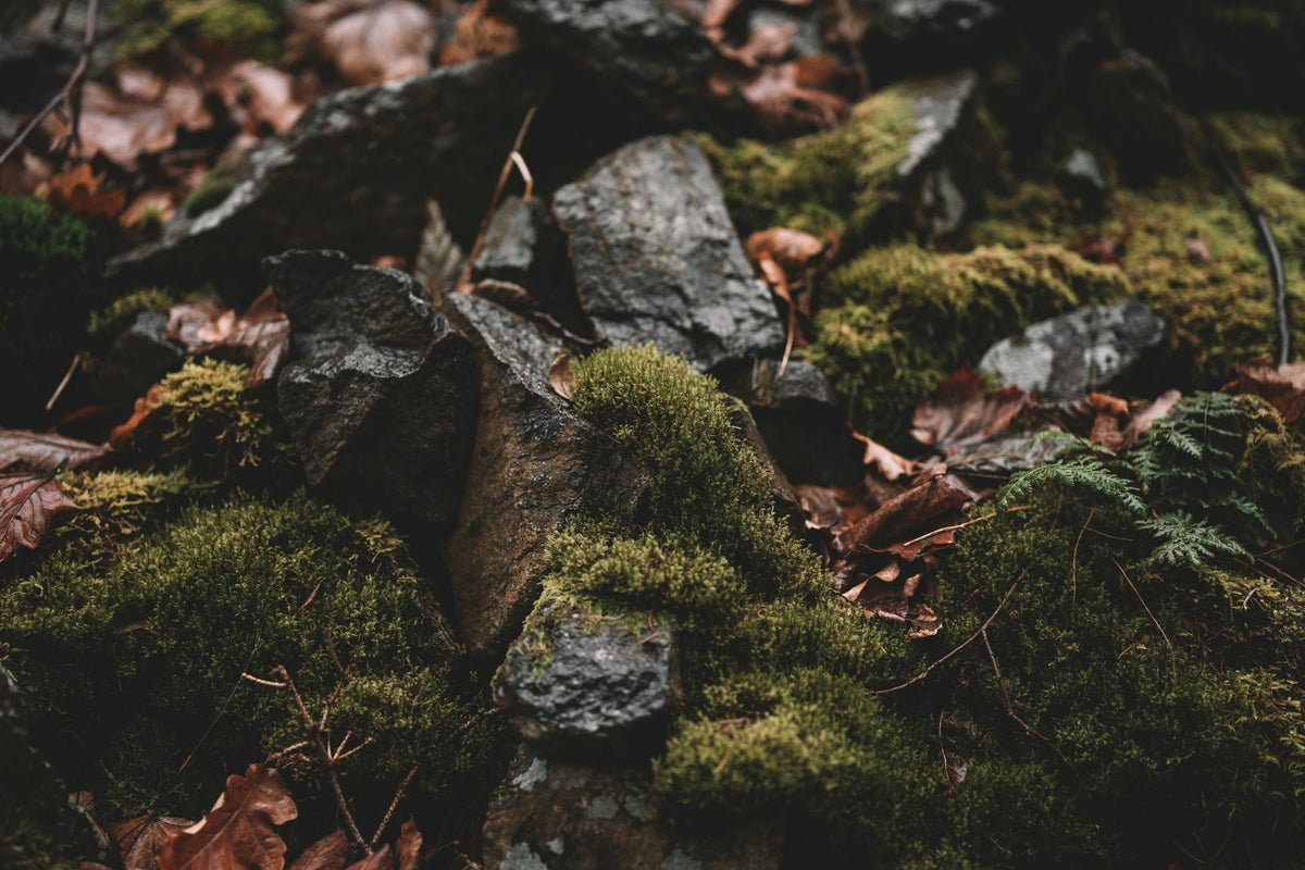 Moos, dunkle Steine und Herbstlaub